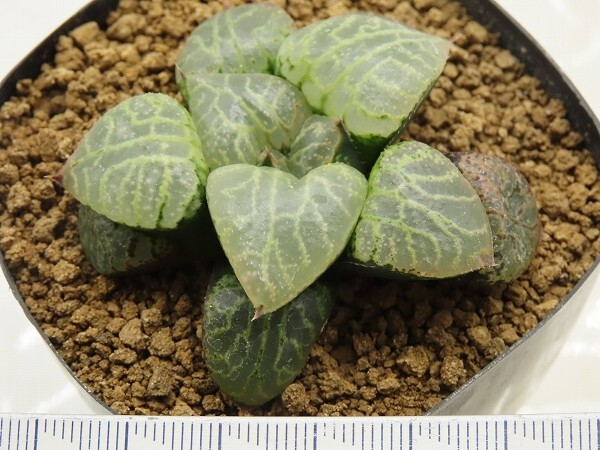 ■[W046]N水晶×White Widow 実生 未繁殖 ヤマト運輸 【多肉植物 Haworthia ハオルチア ハオルシア】の画像4