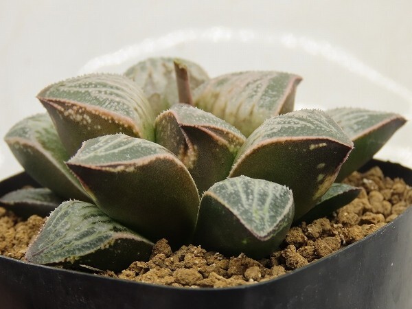 ■[W028]MW No1×ティファニー (SC230901) SCオリジナル　ヤマト運輸 【多肉植物　Haworthia　ハオルチア　ハオルシア】_画像2