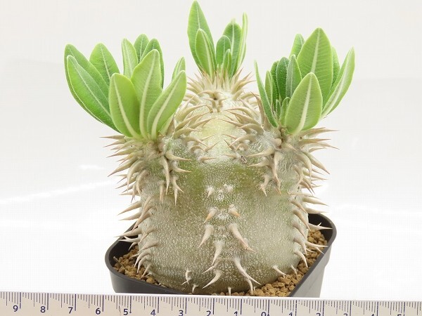 ■[W163]ebur-densi エブレデンシ 実生苗 ヤマト運輸 【多肉植物 Pachypodium パキポディウム】の画像5