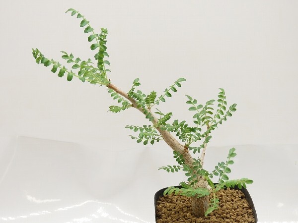 ■[W160]neglecta Mutha ネグレクタ　実生苗　ヤマト運輸 【多肉植物　Boswellia　ボスウェリア】_画像2