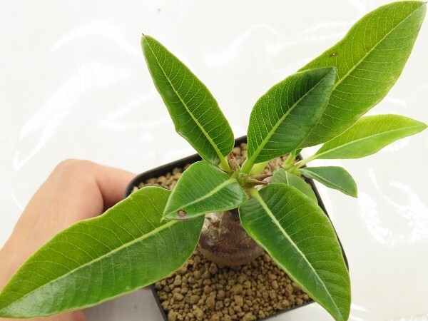 ■[W150]windsorii　ウィンゾリー　実生苗　ヤマト運輸 【多肉植物　Pachypodium　パキポディウム】_画像3