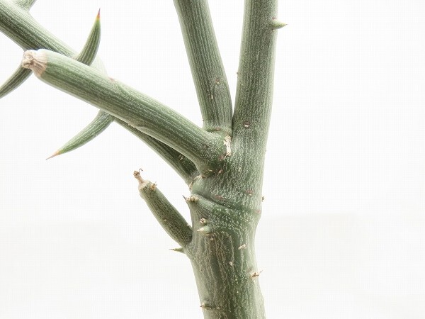 ■[W137]globosa グロボーサ 実生苗 ヤマト運輸 【多肉植物 Adenia アデニア】の画像4