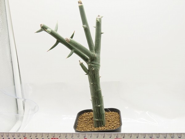 ■[W137]globosa グロボーサ 実生苗 ヤマト運輸 【多肉植物 Adenia アデニア】の画像5