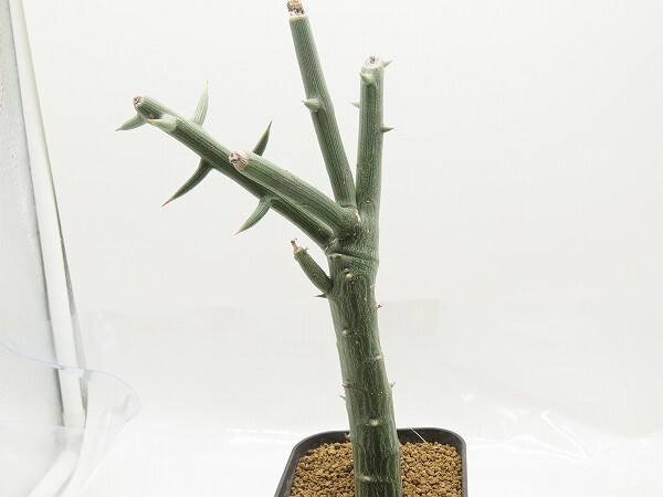 ■[W137]globosa グロボーサ 実生苗 ヤマト運輸 【多肉植物 Adenia アデニア】の画像3