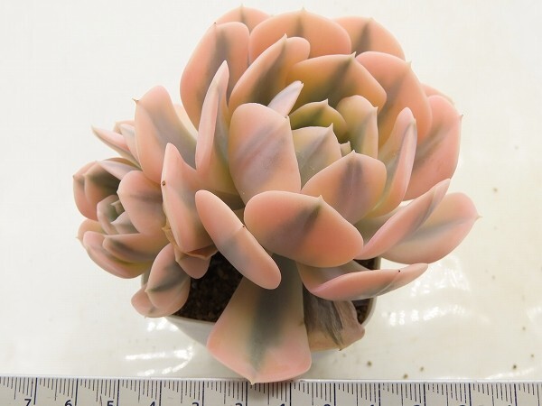 ■[W184]ルンヨニー錦　ヤマト運輸 【多肉植物　Echeveria　エケベリア】_画像5