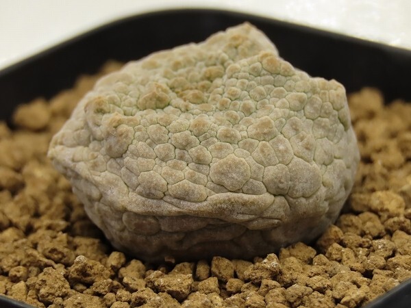 ■[Y002]cubiformis　クビフォルミス　実生苗　ヤマト運輸 【多肉植物　Pseudolithos プセウドリトス】_画像2