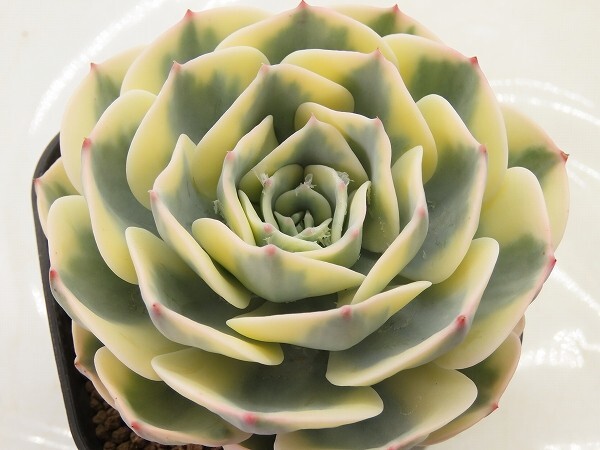 ■[Y070]ルノーディーン　ヤマト運輸 【多肉植物　Echeveria　エケベリア】_画像1