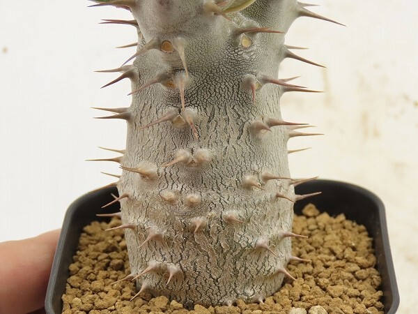 ■[Y042]cactipes カクチペス 実生苗 ヤマト運輸 【多肉植物 Pachypodium パキポディウム】の画像2