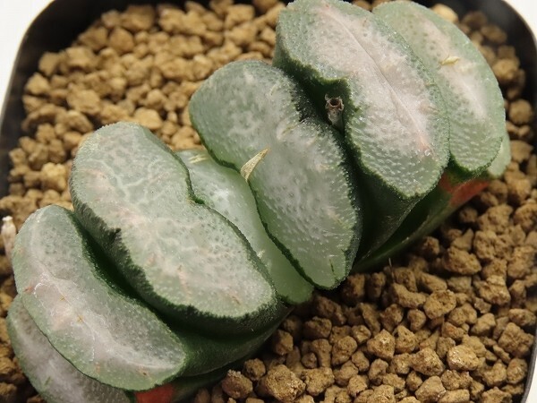 ■[Y076]大星雲 (白マンモス) ヤマト運輸 【多肉植物 Haworthia ハオルチア ハオルシア】の画像1