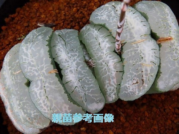 ■[Y076]大星雲 (白マンモス) ヤマト運輸 【多肉植物 Haworthia ハオルチア ハオルシア】の画像5