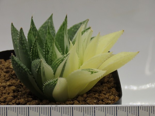 ■[Y108]シュガーキャンディー錦 ヤマト運輸 【多肉植物 Haworthia ハオルチア ハオルシア】の画像6