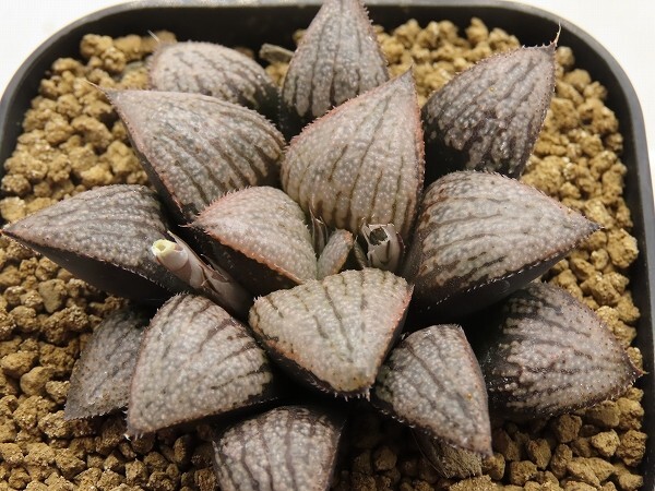 ■[Y179]GM452 IK No2×Tiger&Dragon 実生 未繁殖 ヤマト運輸 【多肉植物 Haworthia ハオルチア ハオルシア】の画像1