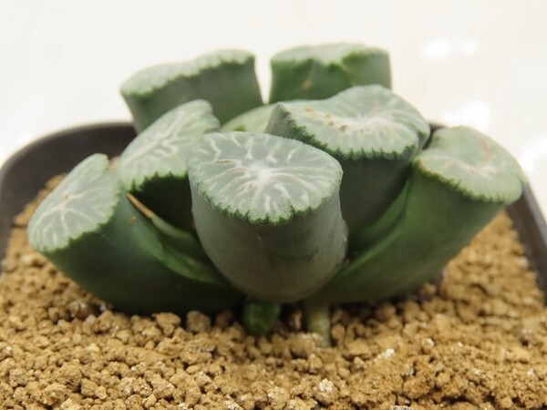 ■[Y169]MS2×No1　ヤマト運輸 【多肉植物　Haworthia　ハオルチア　ハオルシア】_画像3