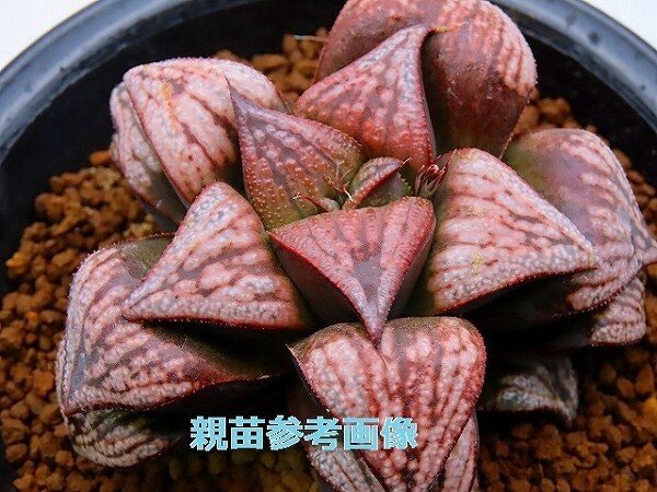 ■[Y165]Deep Red　ディープレッド　ヤマト運輸 【多肉植物　Haworthia　ハオルチア　ハオルシア】_画像3