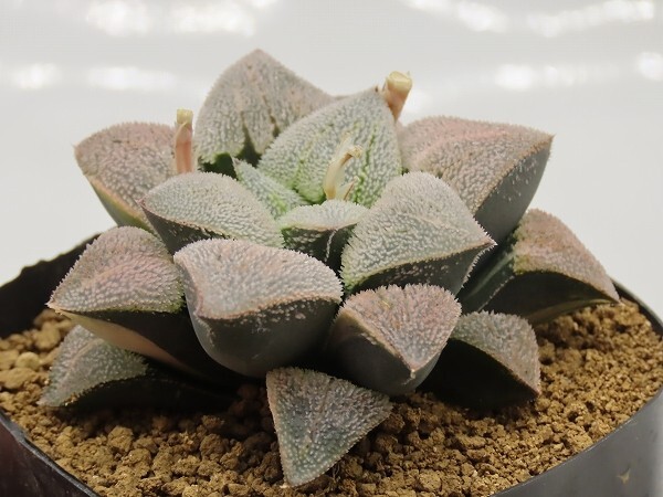 ■[Y151]ピグマエア錦実生×ピグマエア 実生 未繁殖 ヤマト運輸 【多肉植物 Haworthia ハオルチア ハオルシア】の画像4