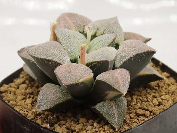 ■[Y151]ピグマエア錦実生×ピグマエア 実生 未繁殖 ヤマト運輸 【多肉植物 Haworthia ハオルチア ハオルシア】の画像3