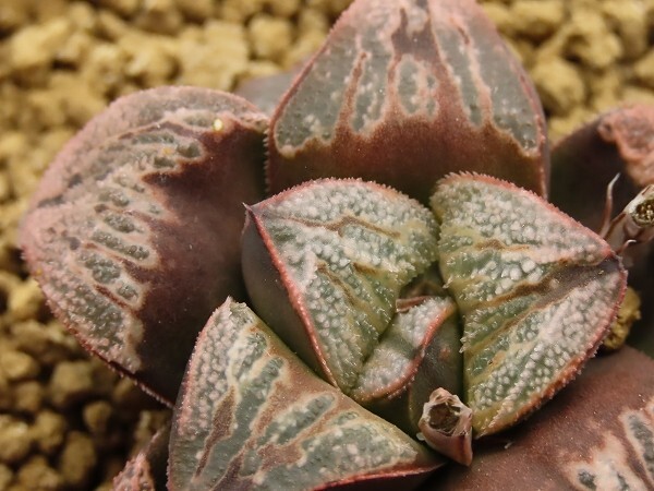 ■[Y135]丸山スプレンバディア×アリエス 実生 未繁殖 ヤマト運輸 【多肉植物 Haworthia ハオルチア ハオルシア】の画像2