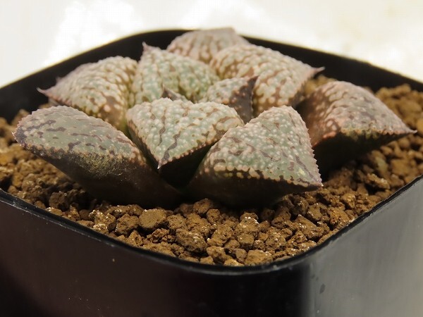 ■[W074]Green Wolf×早春賊 実生 未繁殖 ヤマト運輸 【多肉植物 Haworthia ハオルチア ハオルシア】の画像3