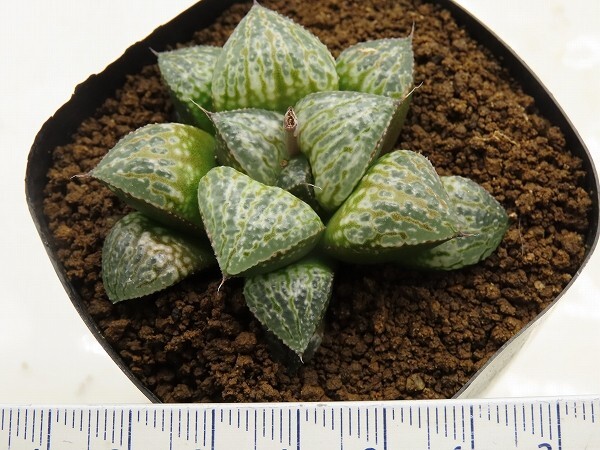 ■[W077]Green Wolf×メアリー 実生 未繁殖 ヤマト運輸 【多肉植物 Haworthia ハオルチア ハオルシア】の画像4