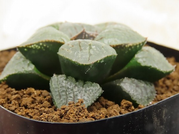 ■[W076]Absolute Zero×クイーンマリリン　実生　未繁殖　ヤマト運輸 【多肉植物　Haworthia　ハオルチア　ハオルシア】_画像3