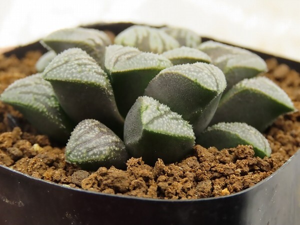 ■[W075]ジパング×ミロン　実生　未繁殖　ヤマト運輸 【多肉植物　Haworthia　ハオルチア　ハオルシア】_画像3