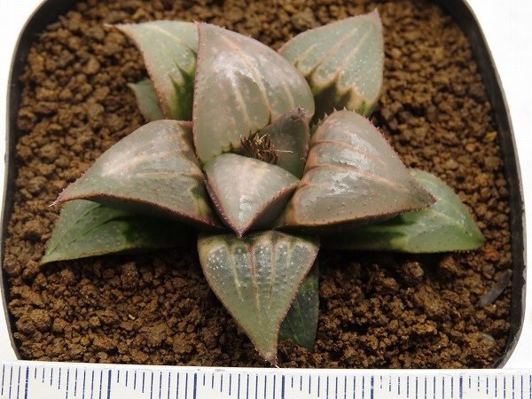 ■[W069]白百合×Glass Cloud　実生　未繁殖　ヤマト運輸 【多肉植物　Haworthia　ハオルチア　ハオルシア】_画像4