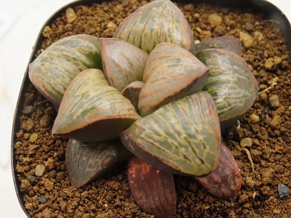 ■[W033]Desert horizon デザートホライズン SCオリジナル ヤマト運輸 【多肉植物 Haworthia ハオルチア ハオルシア】の画像2