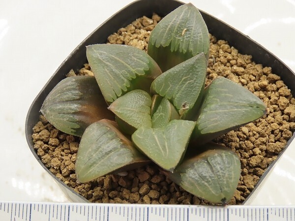 ■[W002]雷雲　ヤマト運輸 【多肉植物　Haworthia　ハオルチア　ハオルシア】_画像3