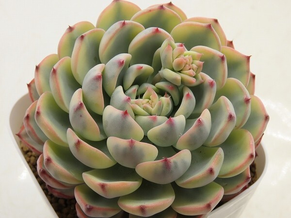 ■[W187]ミニマ錦　ヤマト運輸 【多肉植物　Echeveria　エケベリア】_画像1