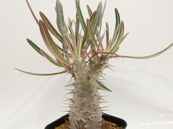 ■[W169]cactipes カクチペス 実生苗 ヤマト運輸 【多肉植物 Pachypodium パキポディウム】の画像1