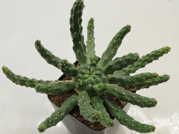 ■[W136]inermis 九頭竜 実生苗 ヤマト運輸 【多肉植物 Euphorbia ユーフォルビア】の画像1