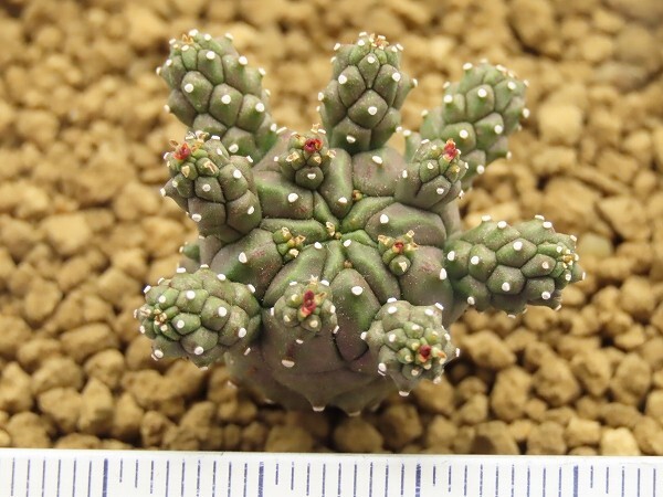 ■[W129]gamkensis ガムケンシス 実生苗 ヤマト運輸 【多肉植物 Euphorbia ユーフォルビア】の画像4