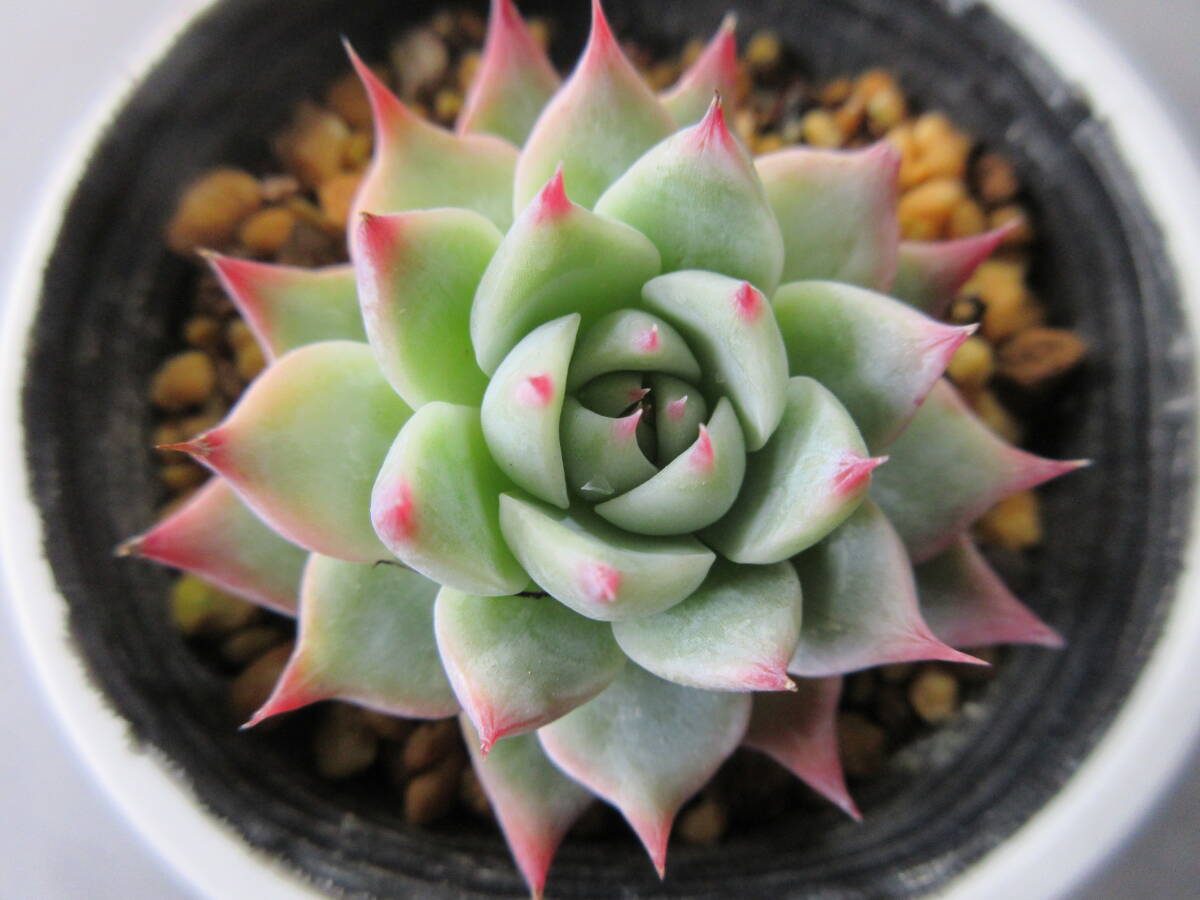 16　桃太郎　多肉植物　エケベリア　_画像3