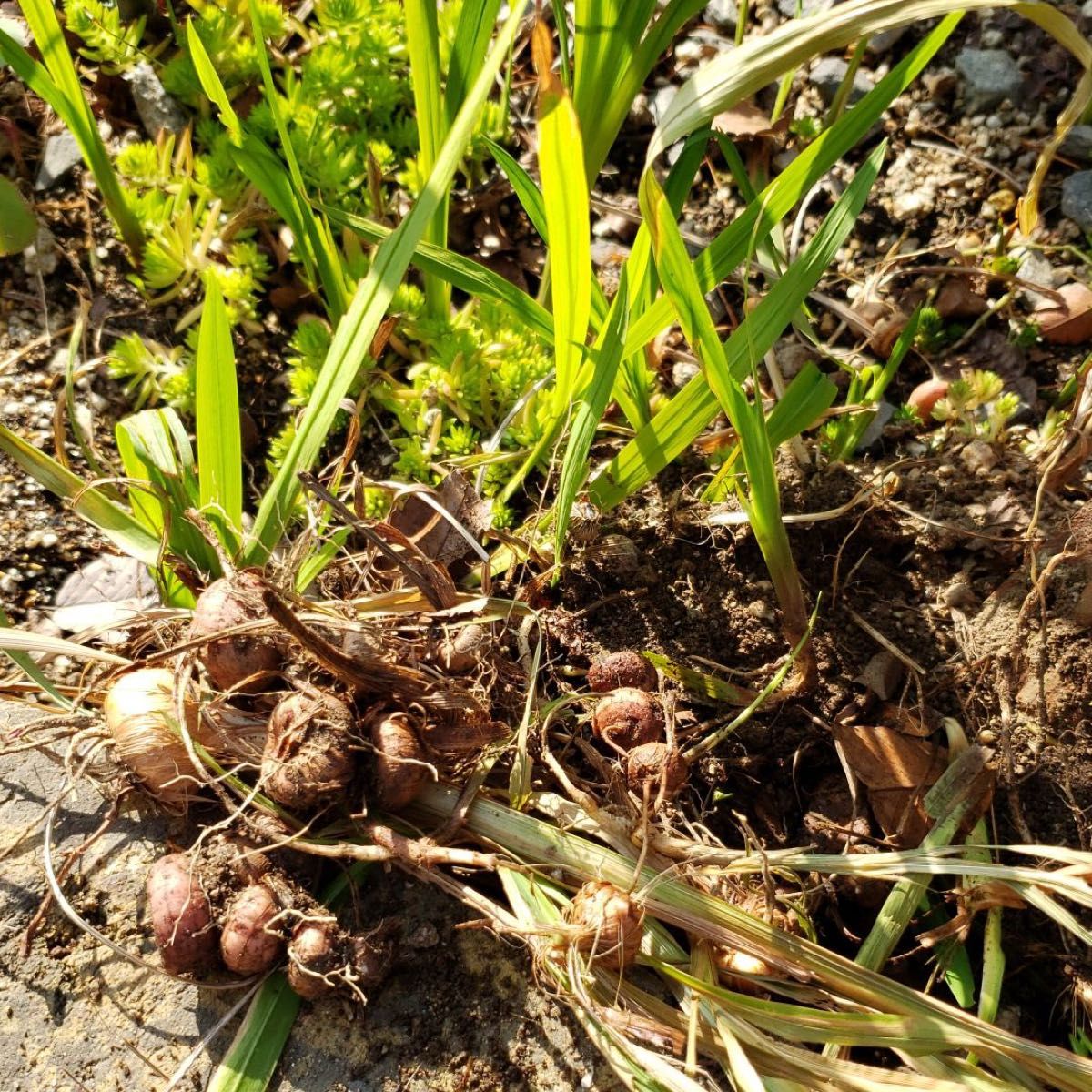 クロコスミアの苗と球根、ネコポスいっぱい