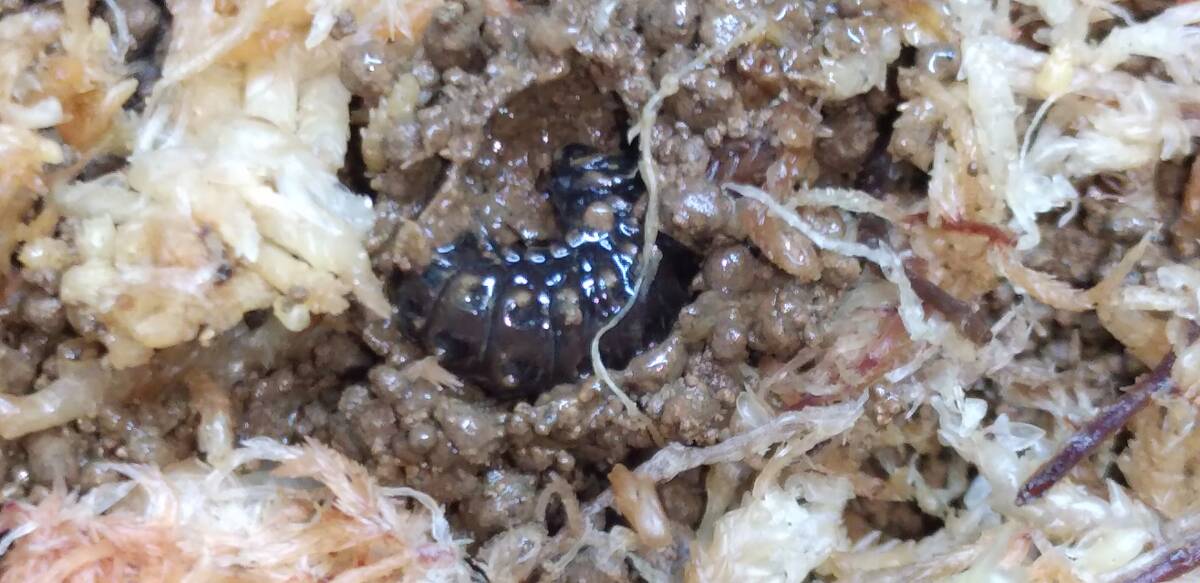 (平家蛍)☆15mm前後の幼虫10頭・即決で上陸用土、水苔を同梱します_画像3