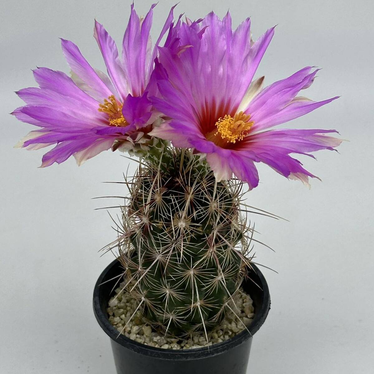 ◆テロカクタス　五色大統領◆サボテン・多肉植物　◆CACTI7◆1236_画像1