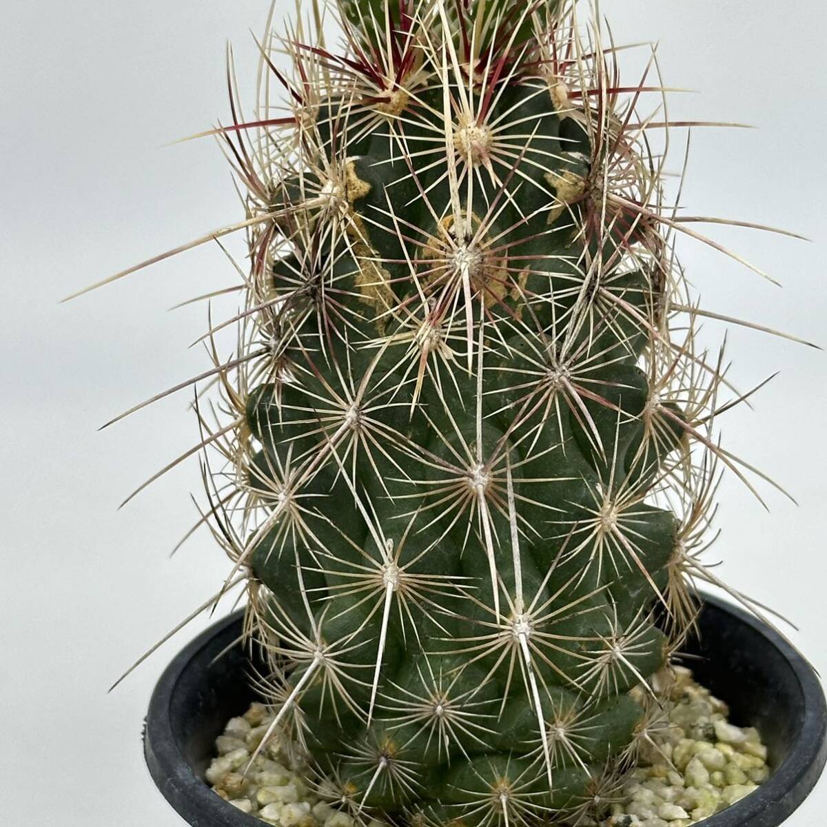 ◆テロカクタス　五色大統領◆サボテン・多肉植物　◆CACTI7◆1236_画像5