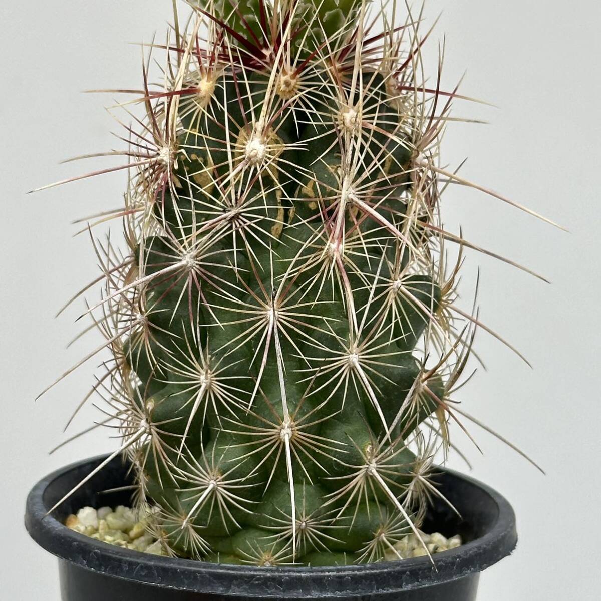 ◆テロカクタス　五色大統領◆サボテン・多肉植物　◆CACTI7◆1236_画像7