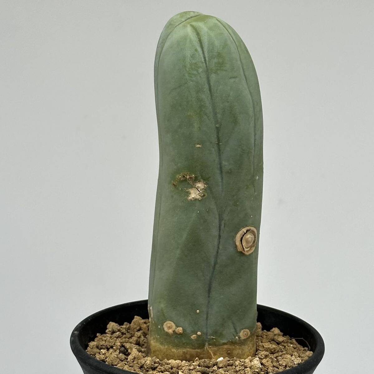 ◆トリコケレウス なるほど柱◆サボテン・多肉植物 ◆CACTI7◆910の画像6