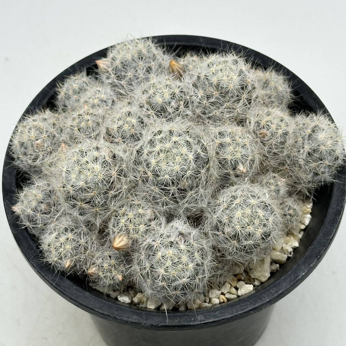 ◆【銀霞　他2】　　◆サボテン・多肉植物　◆CACTI7◆_画像1