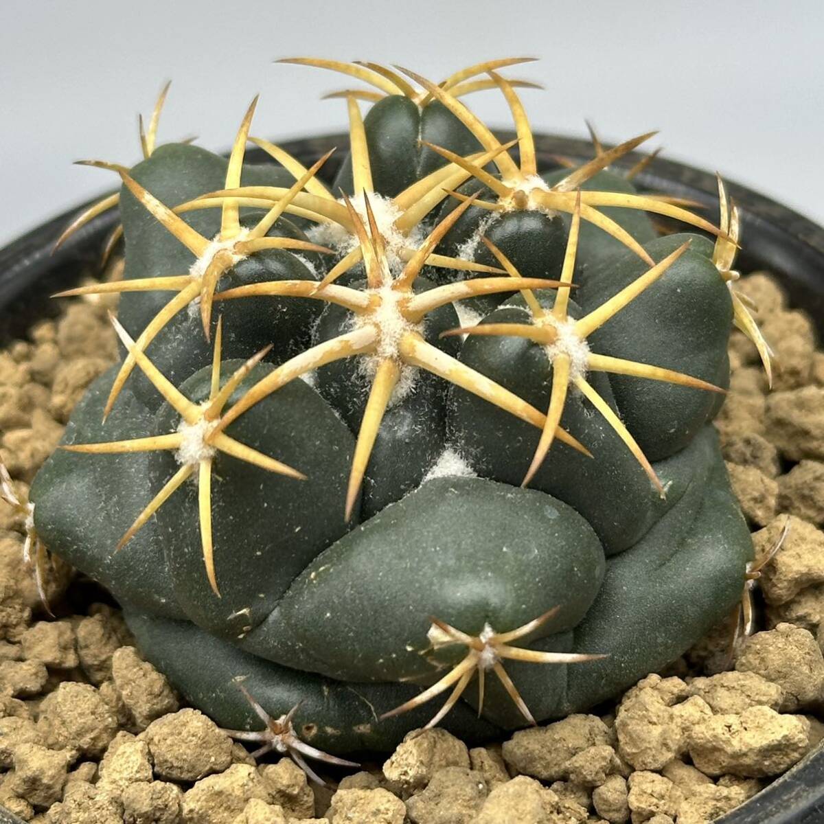 ◆コリファンタ　象牙丸◆サボテン・多肉植物　◆CACTI7◆1423_画像3