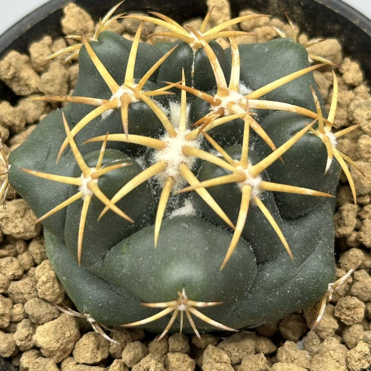 ◆コリファンタ　象牙丸◆サボテン・多肉植物　◆CACTI7◆1423_画像6