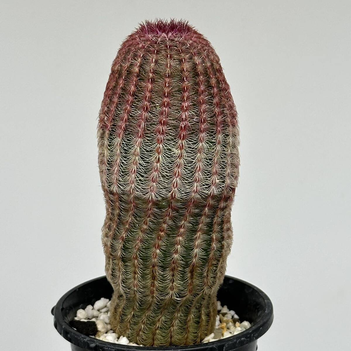 ◆エキノケレウス　紫太陽◆サボテン・多肉植物　◆CACTI7◆1472_画像2