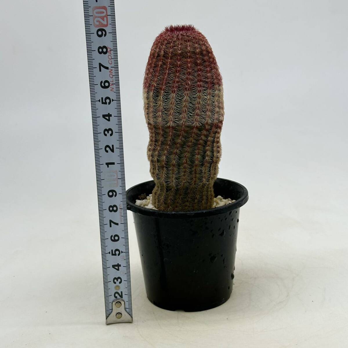 ◆エキノケレウス　紫太陽◆サボテン・多肉植物　◆CACTI7◆1472_画像9