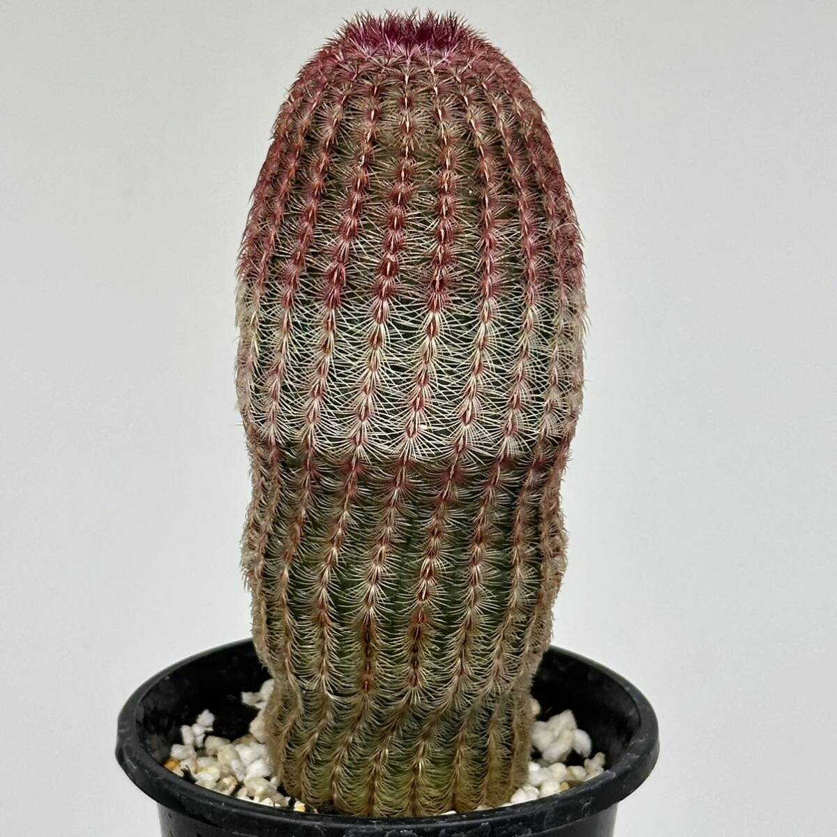 ◆エキノケレウス　紫太陽◆サボテン・多肉植物　◆CACTI7◆1472_画像1