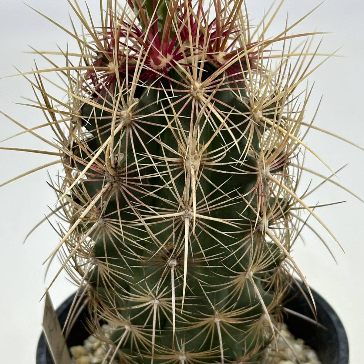 ◆テロカクタス　五色大統領◆サボテン・多肉植物　◆CACTI7◆1235_画像8