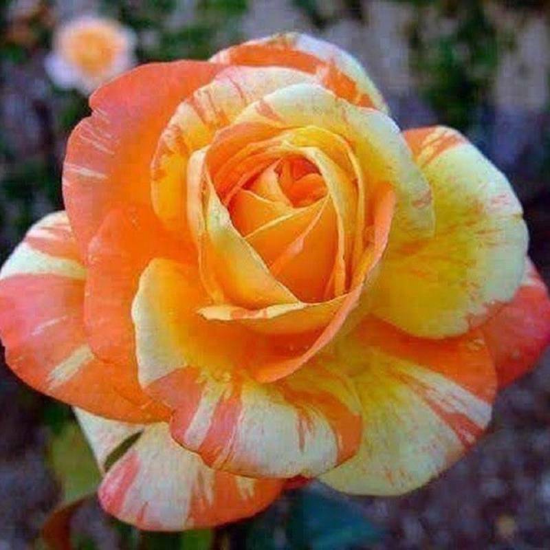  роза прекрасный желтый * orange. двухцветный -. роза. вид ....20 шт *** это последний. последний! сразу доставка возможность глянец .... женщина. роза 