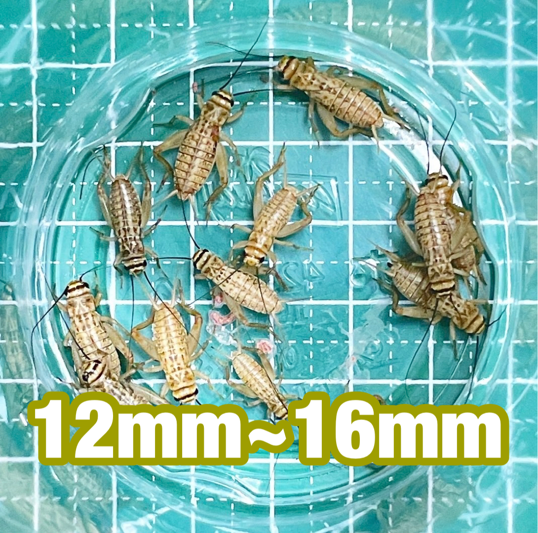 ～リニューアル出品セール中～ ヨーロッパイエコオロギ Mサイズ(12mm～16mm) 50匹＋リピーター様増量20％＋死着[保証]10%＆死着[補償]ありの画像1