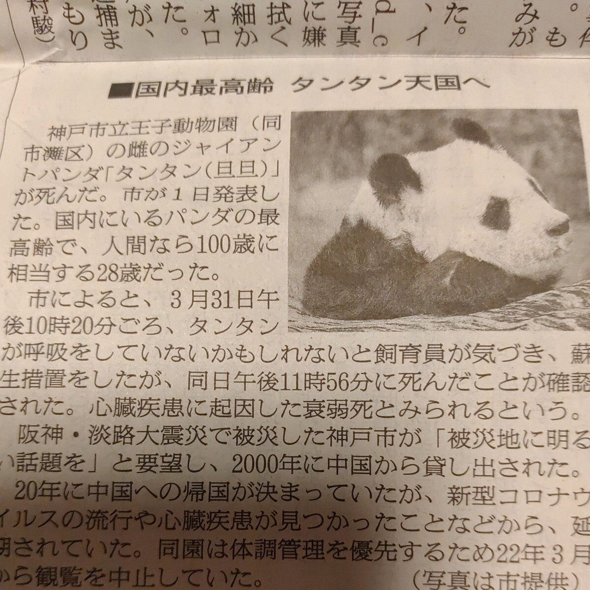 【国内最高齢 タンタン 天国へ】2024年4月2日 朝日新聞  記事  ジャイアントパンダ パンダ 神戸市立王子動物園 旦旦の画像1