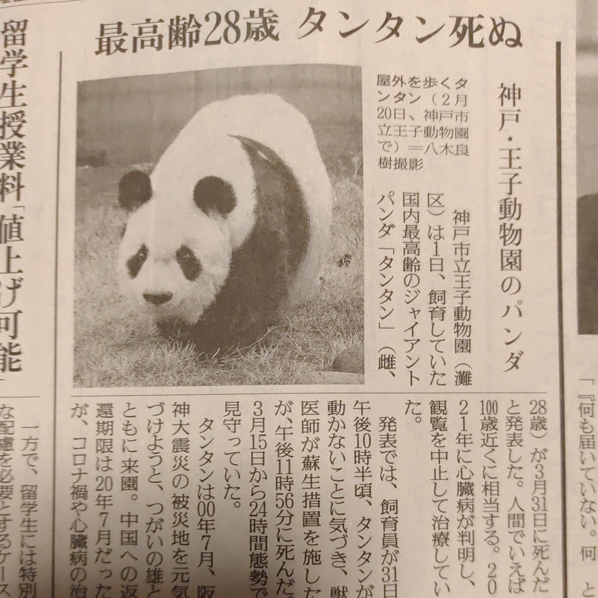 【最高齢28歳 タンタン死ぬ】2024年4月2日 読売新聞 記事 　ジャイアントパンダ神戸市立王子動物園　旦旦　新聞１部まるごと_画像1